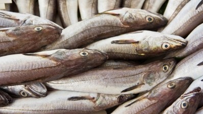 UK haddock loses sustainable fish status