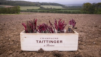 Taittinger Champagne Kent sparkling wine plants vines