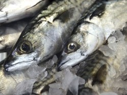 The Marine Conservation Society has updated its list of fish that are safe to eat