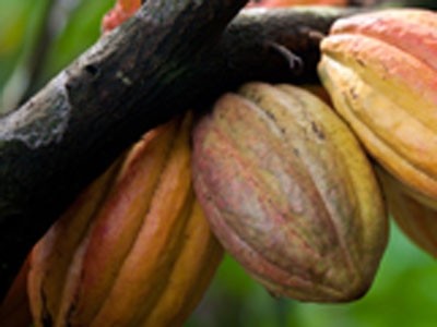 Cocoa used in Callebaut's Finest Belgian Chocolate is now only taken from sustainable sources
