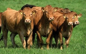 Report Calls for Price Rise in Support of Organic British Beef
