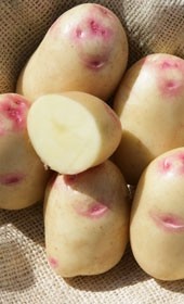 Eco-friendly potato variety available to caterers