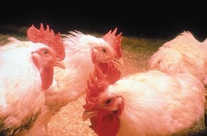Jamie Cries Fowl Over Poultry Production