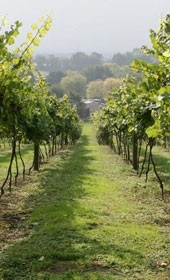 Boost local-sourcing credentials by backing English Wine Week