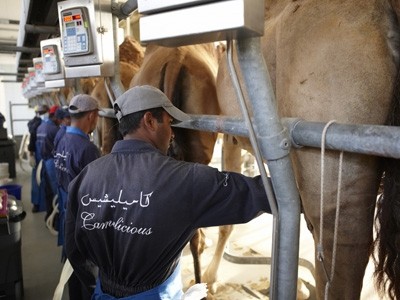 Camel milk is similar in taste to semi-skimmed cows milk, but is richer in fatty acids and vitamin C