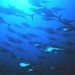 Bluefin tuna not endangered, say Nobu staff
