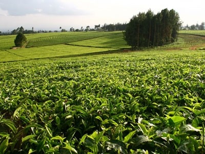The new Grandpa Anytime tea is sourced from the Rift Valley in Kenya