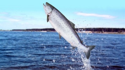 Fish prices leap 23% as foodservice inflation rises again