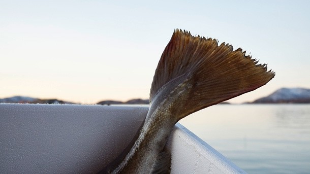 Norwegian skrei cod fishing