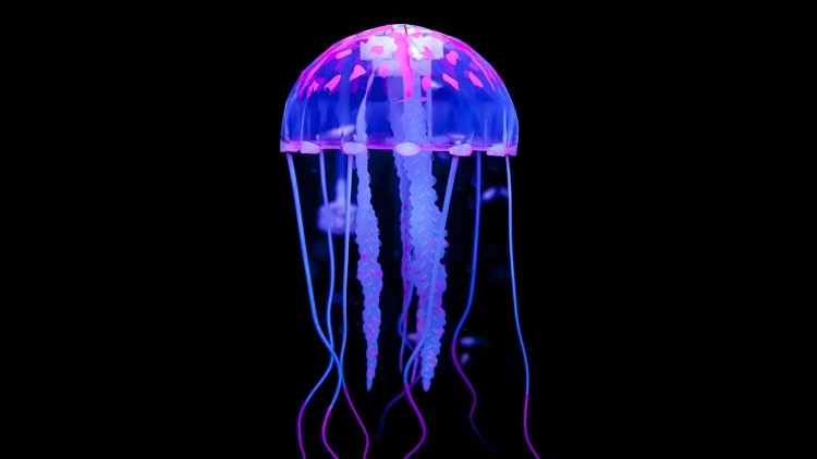 Should chefs be putting jellyfish on their menus