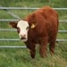 US beef makes its way to UK tables