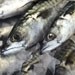 Marine Conservation Society puts line-caught mackerel back on 'Fish to Eat' list