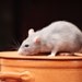 Unwanted guests: With the weather turning colder and damper, rodents are seeking refuge indoors