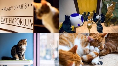 Lady Dinah’s Cat Emporium: “It’s on their terms and that’s how we like it”