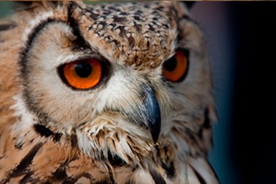 UK's first owl bar opening in London
