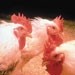 Sustainability and provenance of chicken breeds in restaurants
