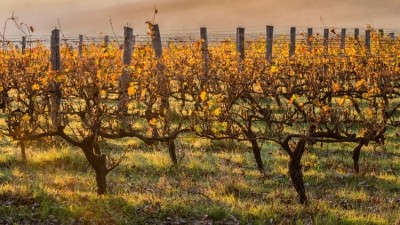 Australia fires wine industry support