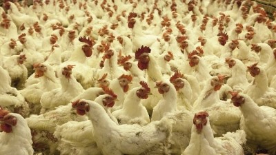 KFC admits to poor animal welfare conditions in first annual chicken welfare report 