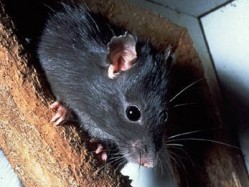 Sixty-five per cent of the affected businesses surveyed reported mice and rats on their premesis