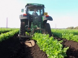 Fenland celery, only grown in the Fens of East Cambridgeshire, is sown in extra wide rows before being harvested by hand