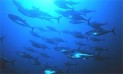 Bluefin tuna is on the verge of extinction