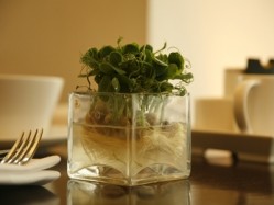 Peashoots have replaced flowers as the centrepiece in the Island Grill restaurant at Lancaster London