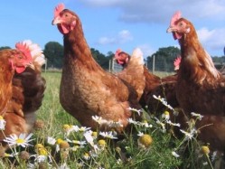 Happy Hens: 45 per cent of eggs are now free-range