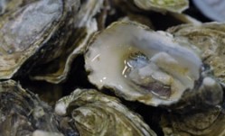 Galvin at Windows to host global oyster and Champagne tasting