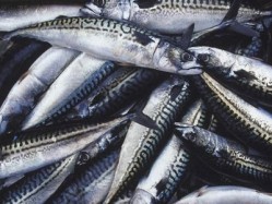 Mackerel was today downgraded and removed from the Marine Conservation Society's Fish to Eat list because of fears of over-fishing