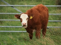 US beef makes its way to UK tables