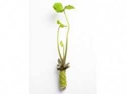The fresh wasabi rhizomes, produced in the UK, are now available to buy