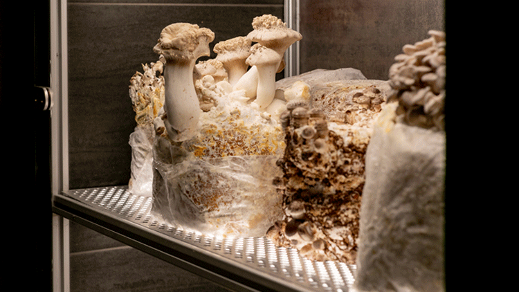 Mushroom-cabinet